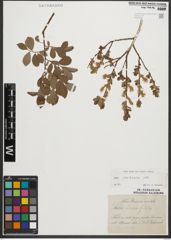 Foto von Salix starkeana Willd.